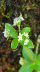 Galium formosense