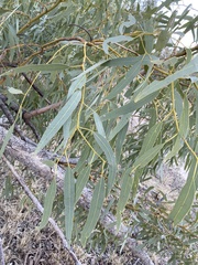 Corymbia terminalis