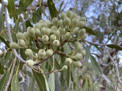 Corymbia terminalis