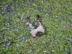 Lucanus maculifemoratus