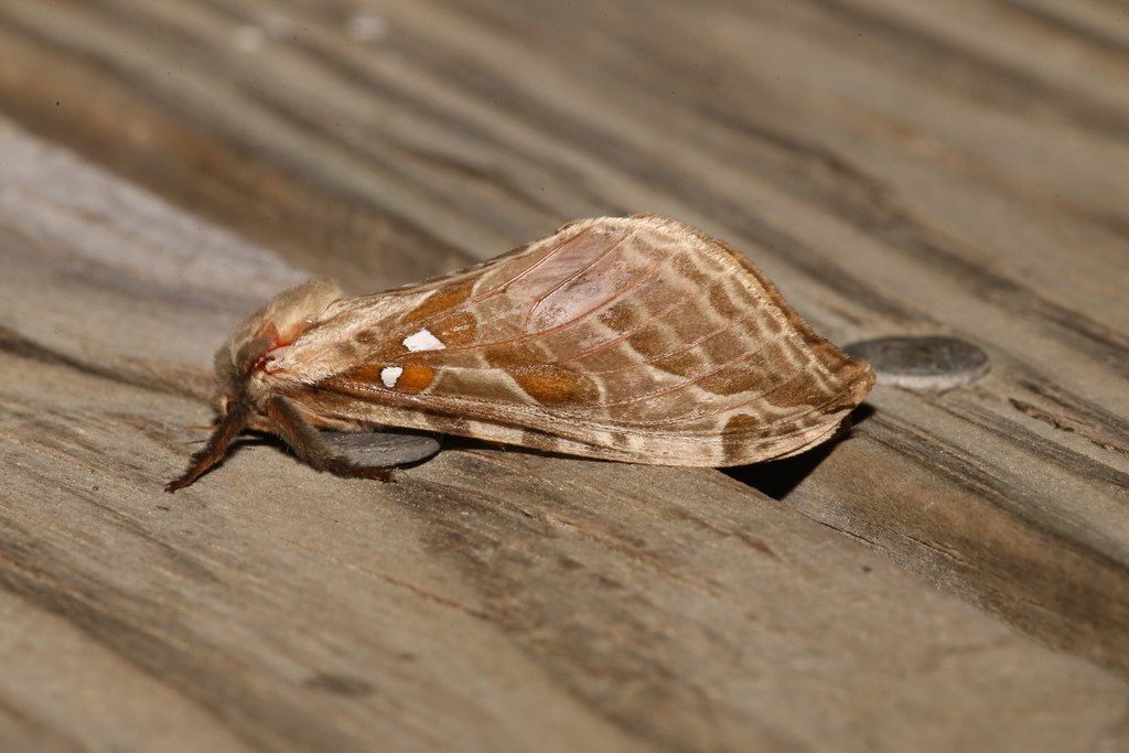 Silver-spotted Ghost Moth