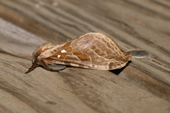 Sthenopis argenteomaculatus