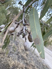 Corymbia terminalis
