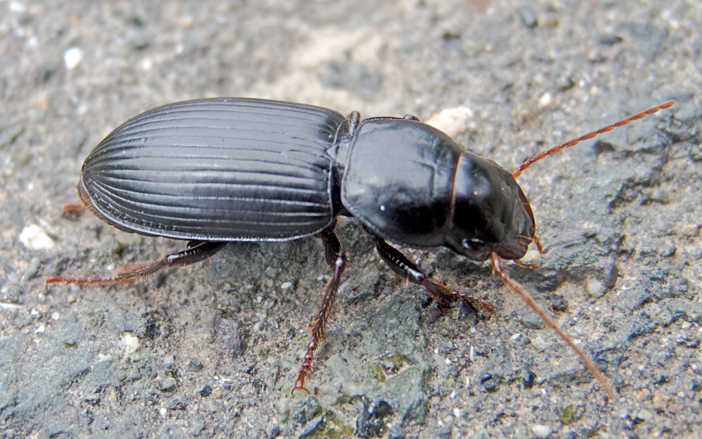 Acinopus megacephalus