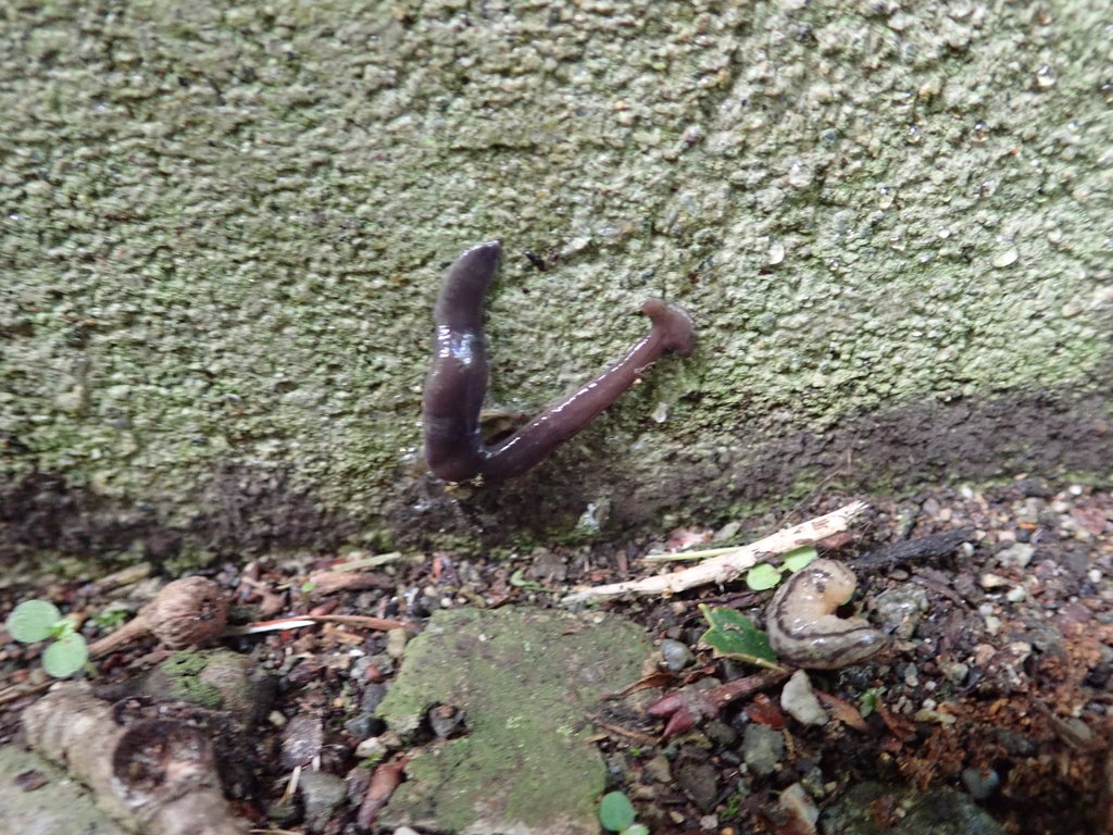 broadhead planarians from 日本、栃木県矢板市長井 on July 19, 2020 at 0918 AM by