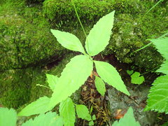 Phryma