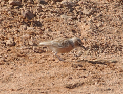 Chersomanes albofasciata