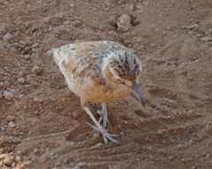 Chersomanes albofasciata