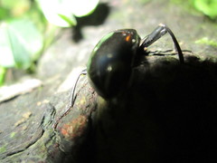 Plesiophthalmus