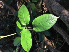 Rubus nebulosus
