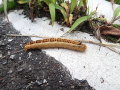 Euthrix albomaculata directa