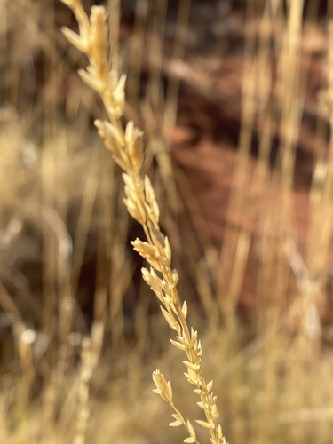 Soft Spinifex