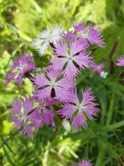 Dianthus superbus