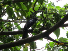 Dicrurus macrocercus