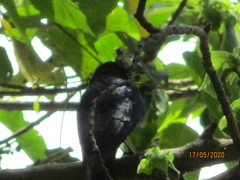 Dicrurus macrocercus