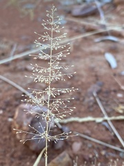 Sporobolus australasicus