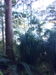 Xanthorrhoea malacophylla