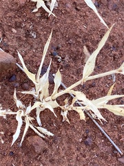 Sporobolus australasicus