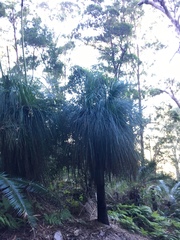 Xanthorrhoea malacophylla