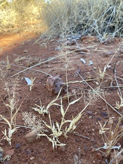 Sporobolus australasicus