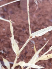 Sporobolus australasicus