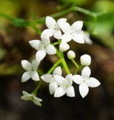 Galium elongatum