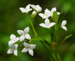 Galium elongatum