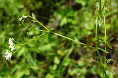 Galium elongatum