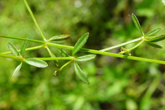 Galium elongatum