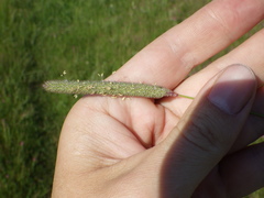 Phleum pratense nodosum
