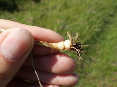 Phleum pratense nodosum