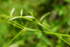 Galium elongatum