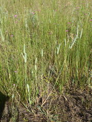 Phleum pratense nodosum