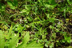 Galium elongatum