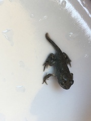 Bufotes viridis balearicus