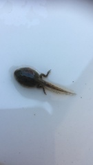 Bufotes viridis balearicus