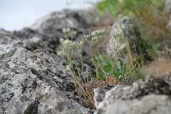Minuartia adenotricha