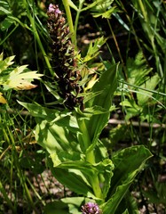 Galearis camtschatica
