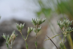 Minuartia adenotricha