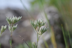 Minuartia adenotricha