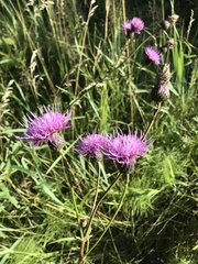 Cirsium serratuloides