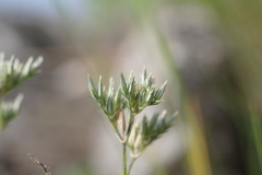 Minuartia adenotricha
