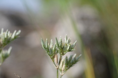 Minuartia adenotricha