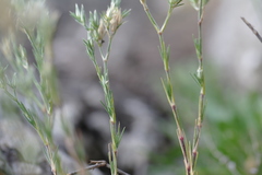 Minuartia adenotricha