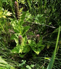 Galearis camtschatica