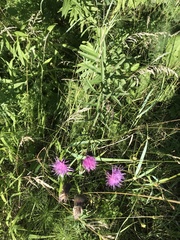 Cirsium serratuloides