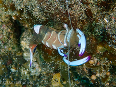 Ancylomenes magnificus