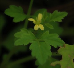 Cardamine trichocarpa