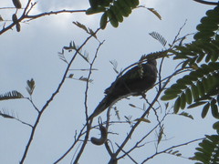 Streptopelia chinensis
