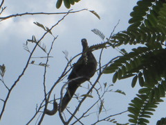Streptopelia chinensis